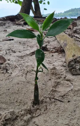 A young mangrove seedling ready for planting